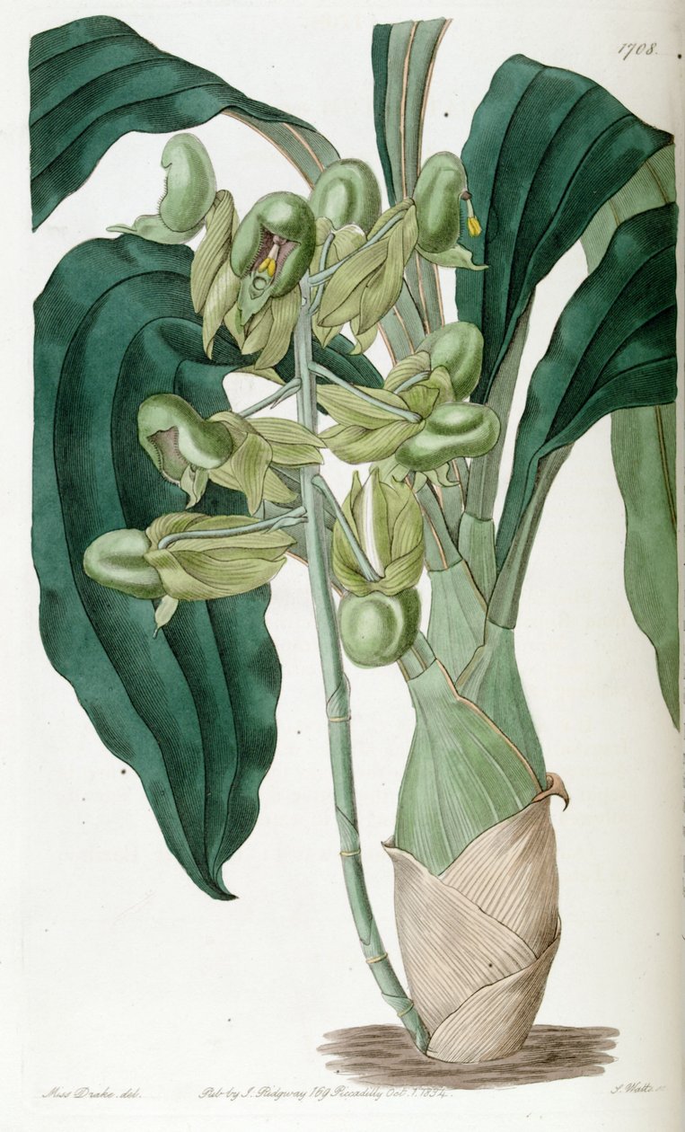 Catasetum purum (syn. Catasetum semiapertum) tekijältä Miss Drake