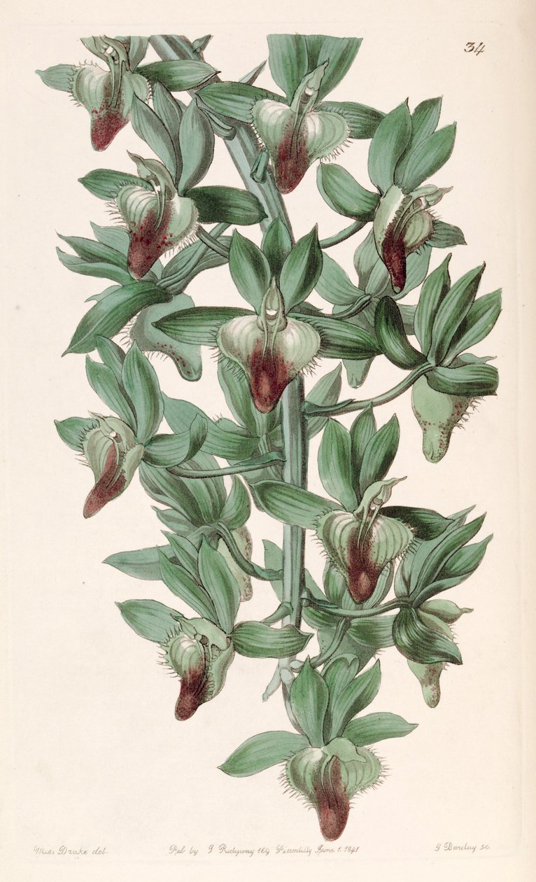Catasetum socco (syn. Catasetum trulla) tekijältä Miss Drake