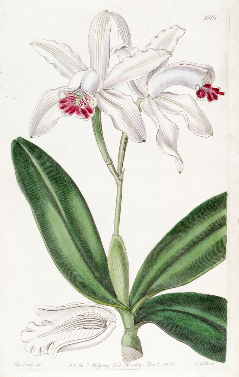 Cattleya intermedia (syn. Cattleya intermedia var. Pallida) tekijältä Miss Drake