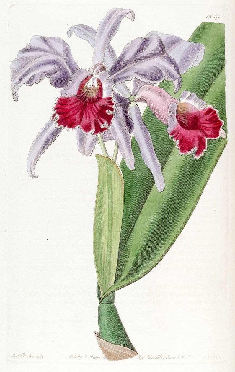 Cattleya labiata tekijältä Miss Drake