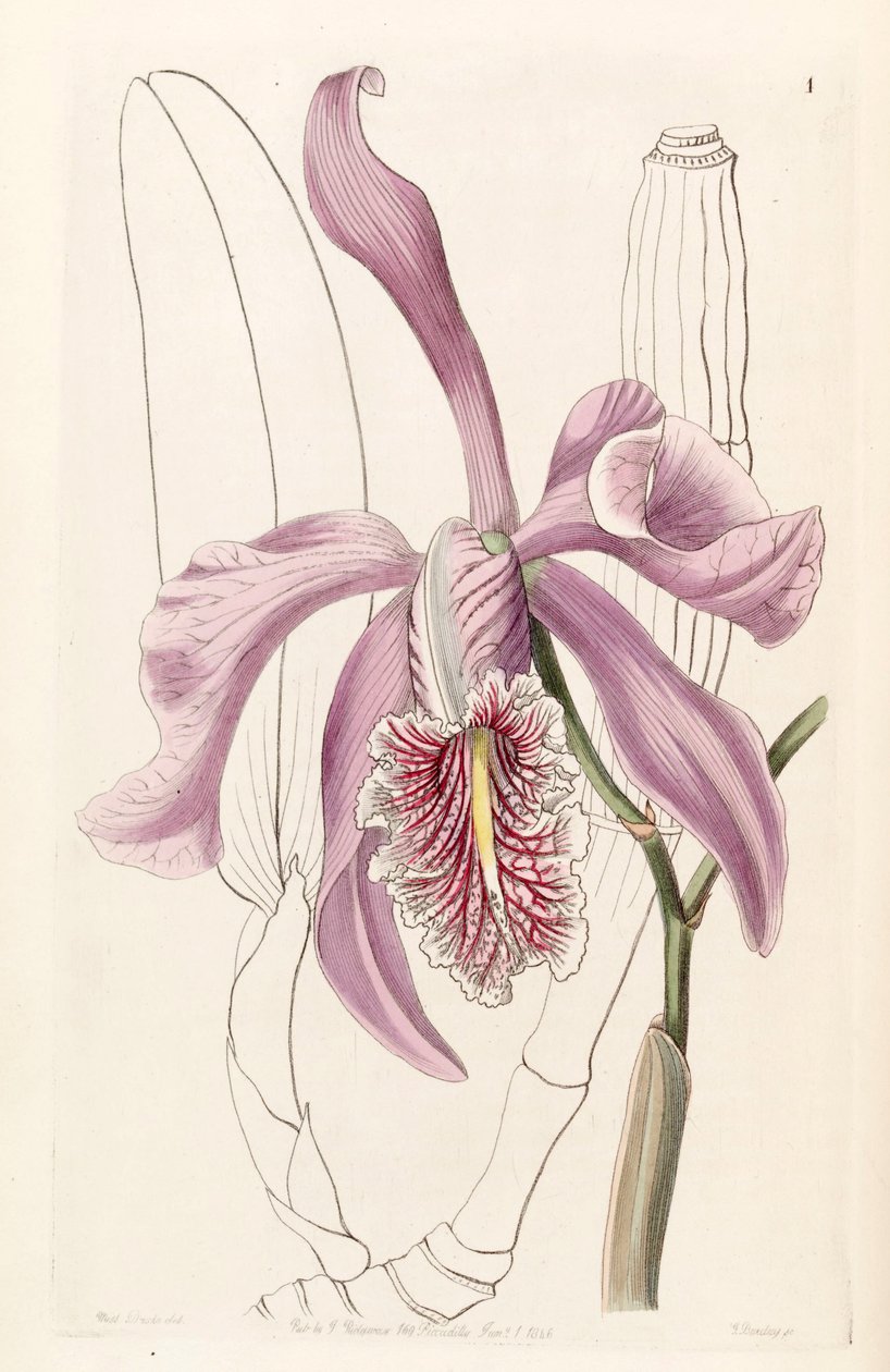 Cattleya maxima tekijältä Miss Drake