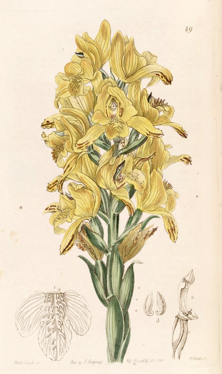 Chloraea piquichen (syn. Chloraea virescens) tekijältä Miss Drake
