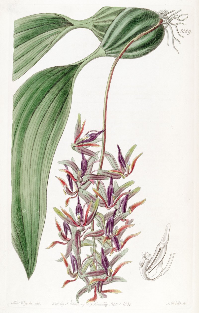 Cirrhaea dependens (syn. Cirrhaea tristis) tekijältä Miss Drake