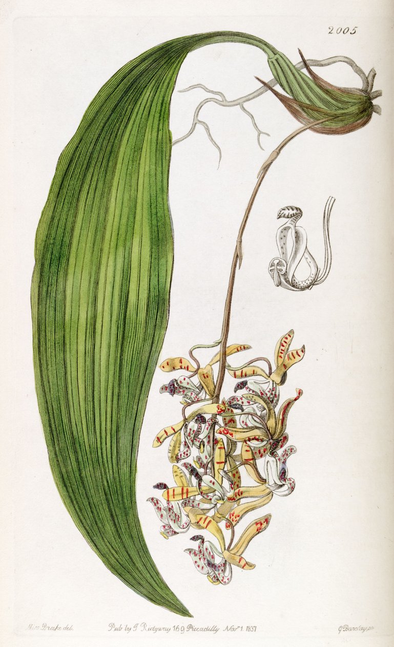 Cirrhaea loddigesii (syn. Cirrhaea obtusata) tekijältä Miss Drake