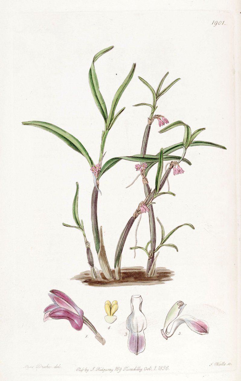 Cladobium graminifolium (syn. Scaphyglottis violacea) tekijältä Miss Drake