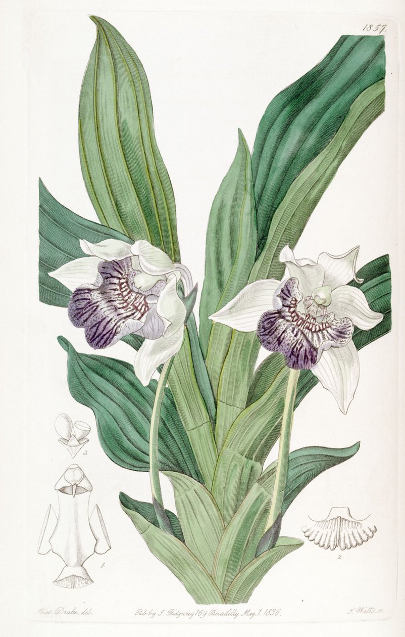 Cochleanthes flabelliformis (syn. Zygopetalum cochleare) tekijältä Miss Drake