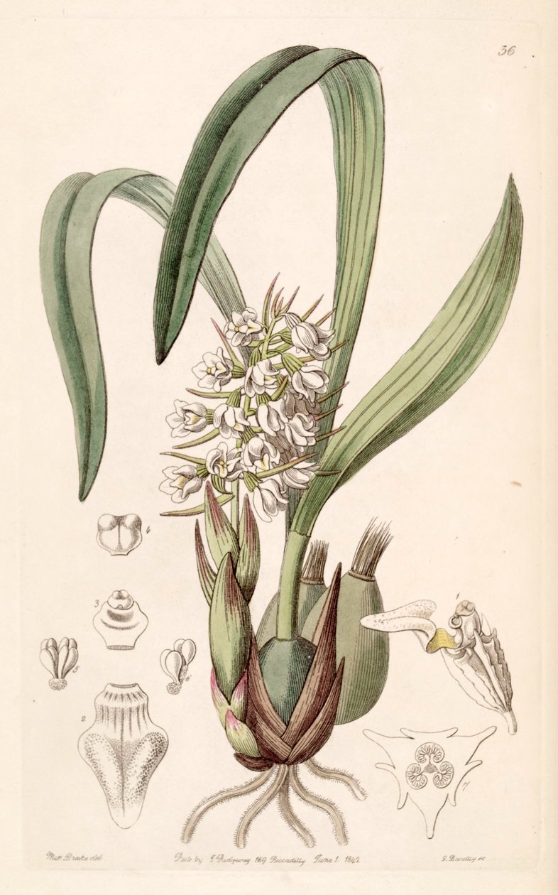 Coelia triptera (syn. Coelia baueriana) tekijältä Miss Drake