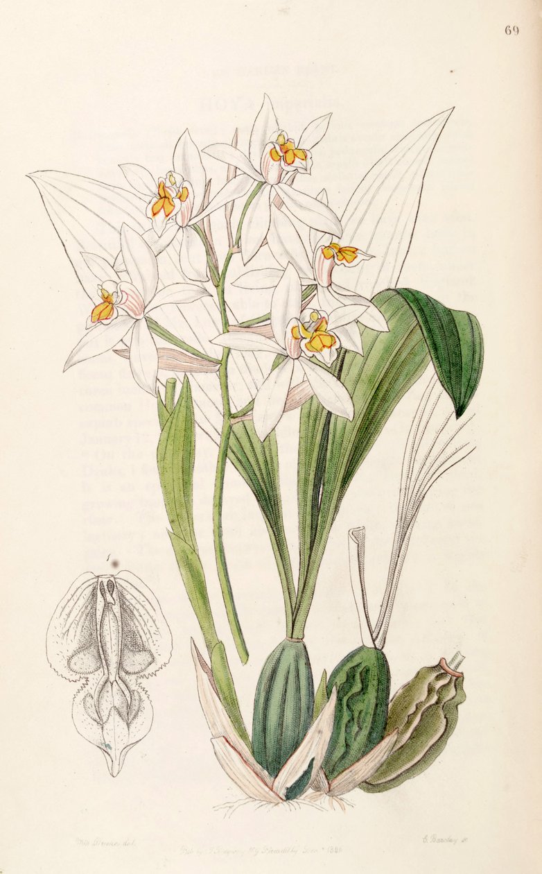 Coelogyne nitida (synonyymi: Coelogyne ochracea). tekijältä Miss Drake
