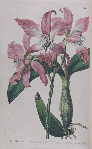 Coryanthes Macrantha julkaissut I. Ridgway, 1839. tekijältä Miss Drake