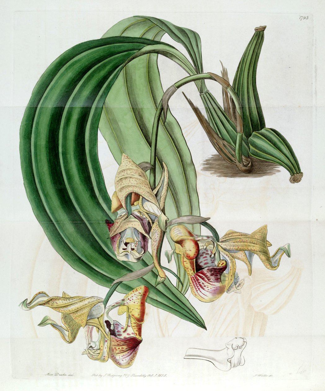 Coryanthes maculata tekijältä Miss Drake