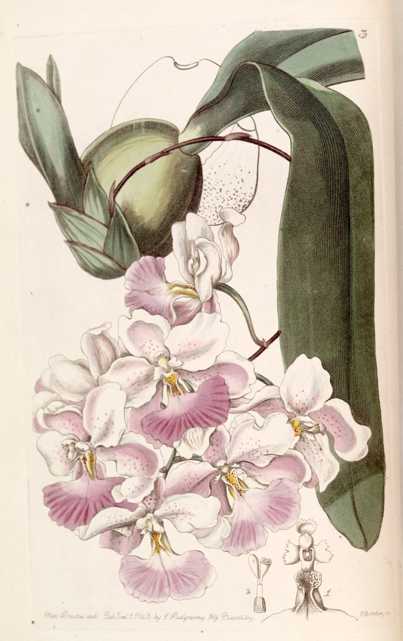 Cuitlauzina pendula (syn. Odontoglossum citrosmum) tekijältä Miss Drake