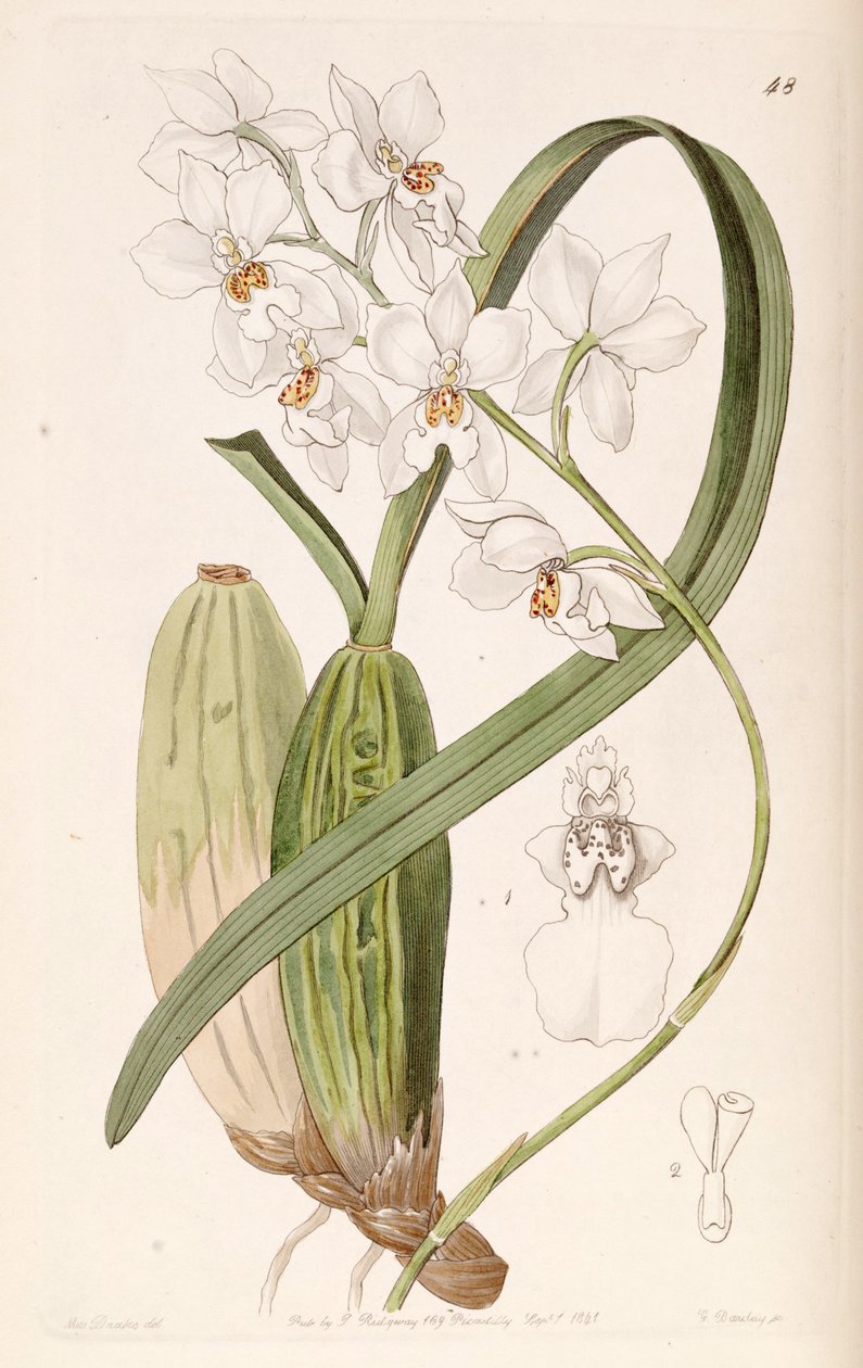 Cuitlauzina pulchella tai Odontoglossum pulchellum tai Osmoglossum pulchellum tekijältä Miss Drake