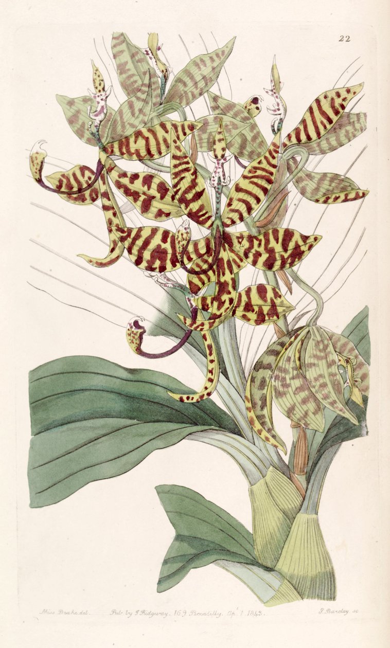 Cycnoches pentadactylon tekijältä Miss Drake