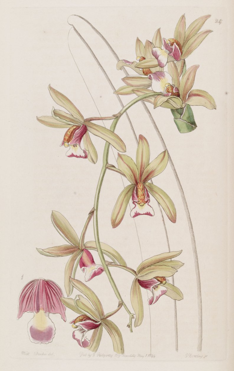 Cymbidium aloifolium (syn. Cymbidium pendulum var. Brevilabre) tekijältä Miss Drake