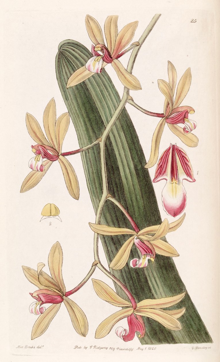 Cymbidium aloifolium (syn. Cymbidium pendulum) tekijältä Miss Drake