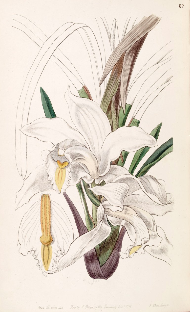 Cymbidium eburneum tekijältä Miss Drake