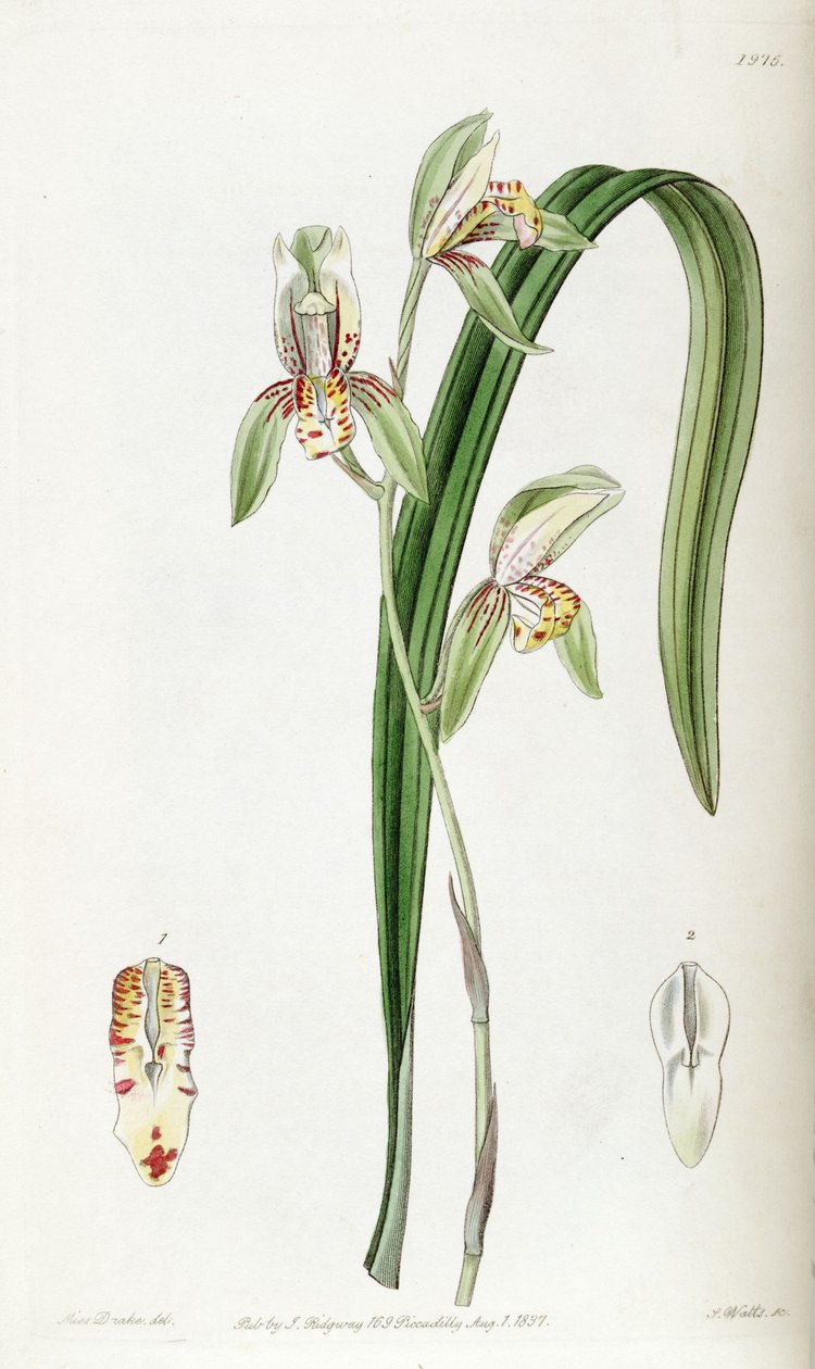 Cymbidium ensifolium (syn. Cymbidium ensifolium var. Estriatum) tekijältä Miss Drake