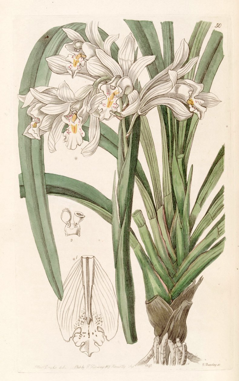 Cymbidium mastersii tekijältä Miss Drake