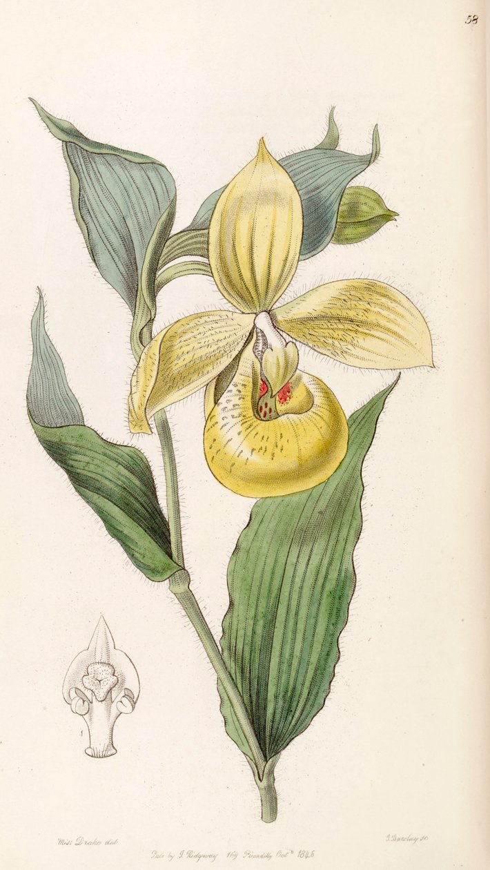 Cypripedium irapeanum tekijältä Miss Drake