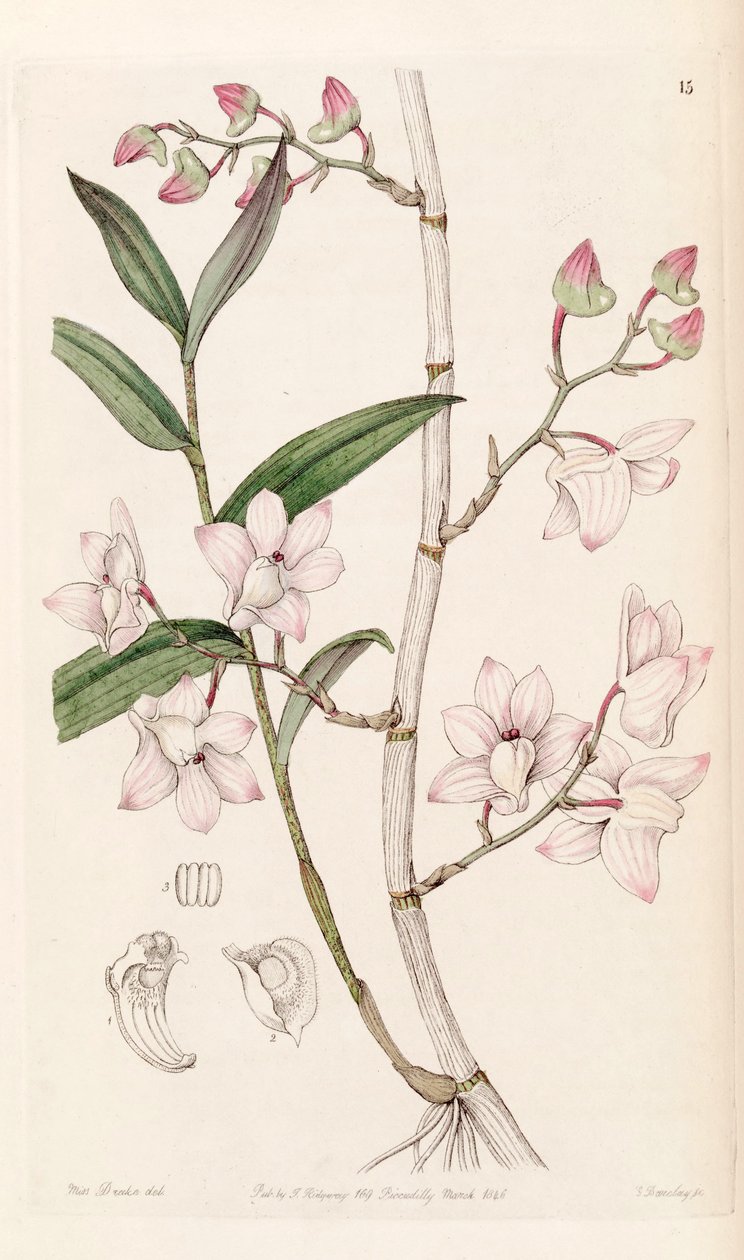 Dendrobium aduncum tekijältä Miss Drake