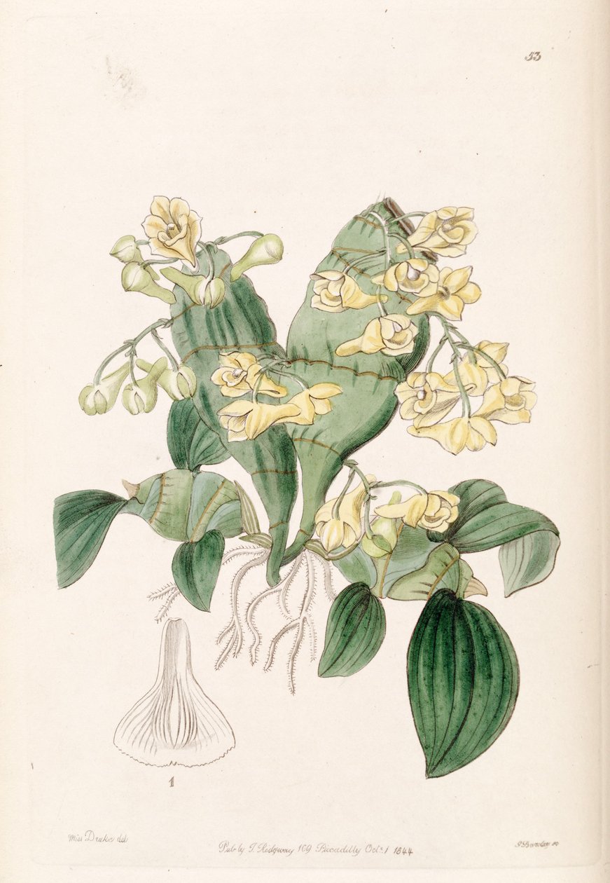 Dendrobium -pakkaus tekijältä Miss Drake