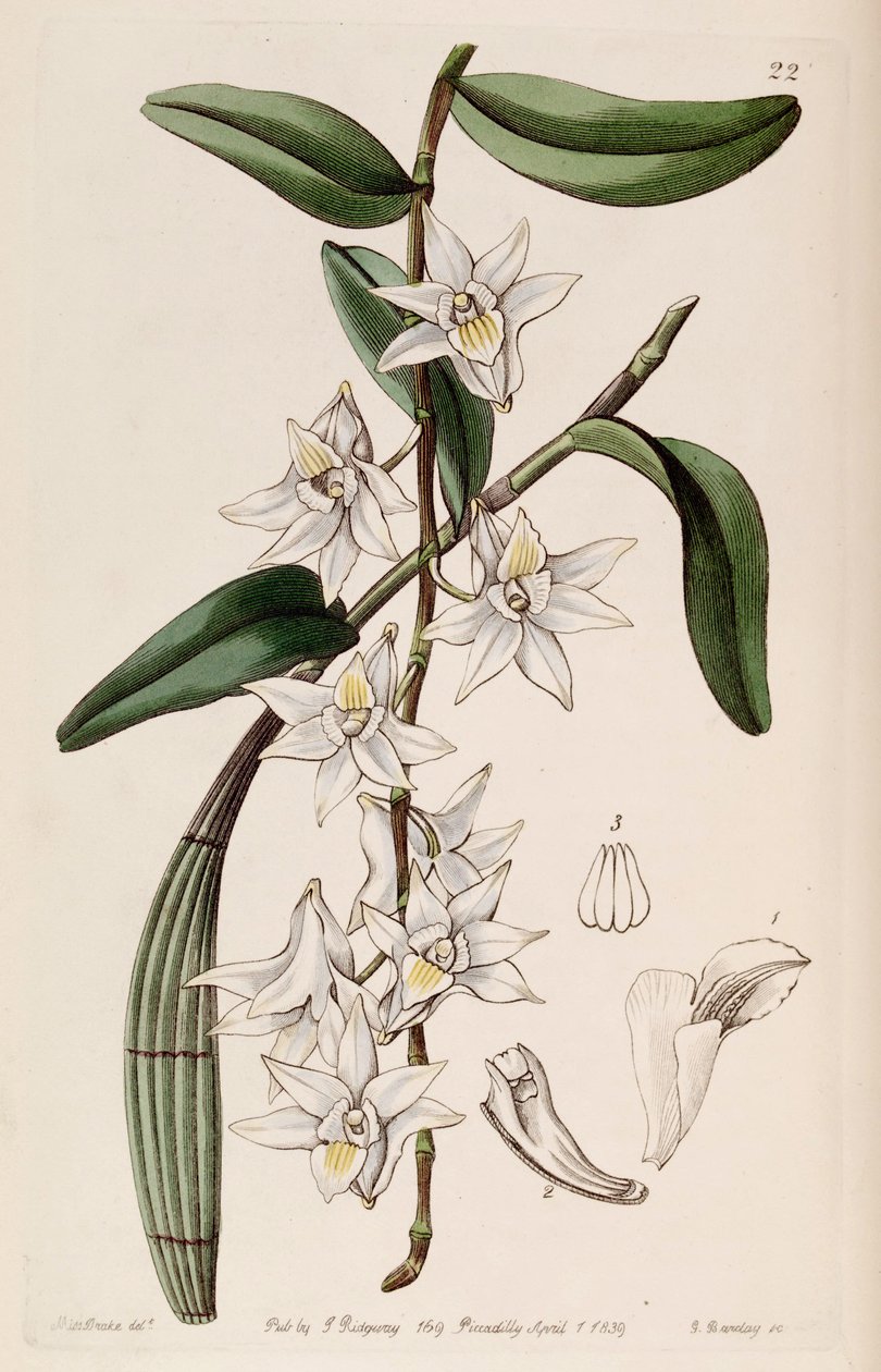 Dendrobium crumenatum tekijältä Miss Drake