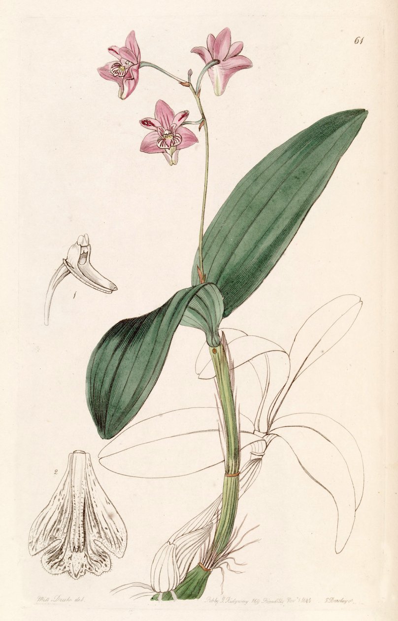 Dendrobium kingianum tekijältä Miss Drake