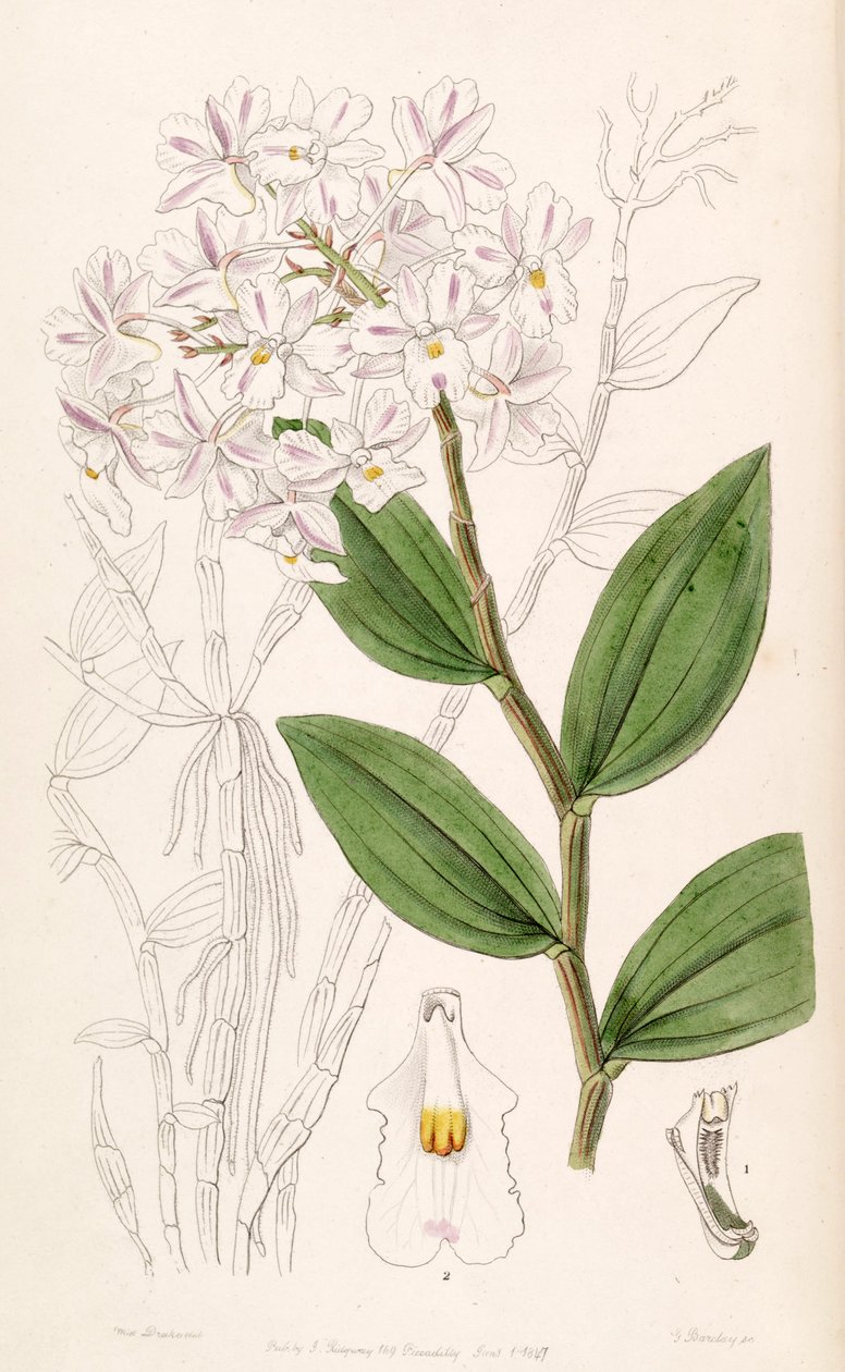 Dendrobium mutabile (syn. Dendrobium triadenium) tekijältä Miss Drake
