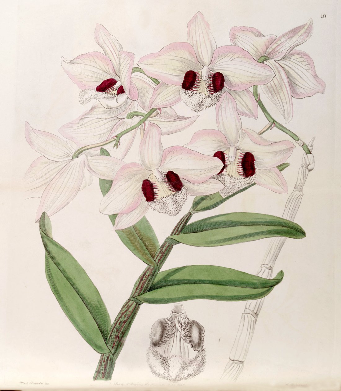 Dendrobium pulchellum (syn. Dendrobium dalhousieanum) tekijältä Miss Drake
