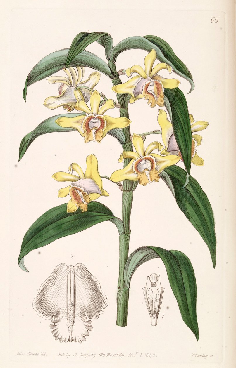 Dendrobium ruckeri tekijältä Miss Drake