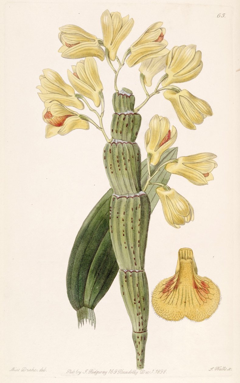 Dendrobium sulcatum tekijältä Miss Drake