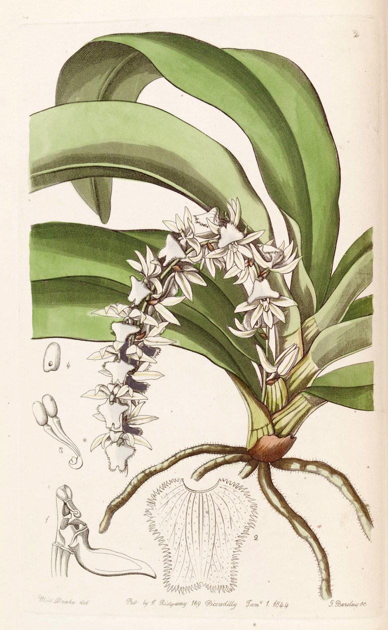 Diaphananthe pellucida (syn. Angraecum pellucidum) tekijältä Miss Drake