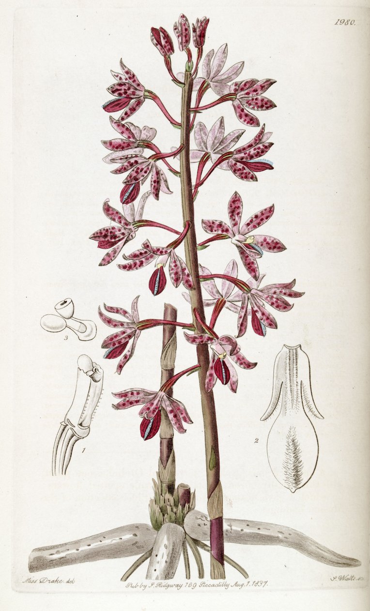 Dipodium punctatum tekijältä Miss Drake