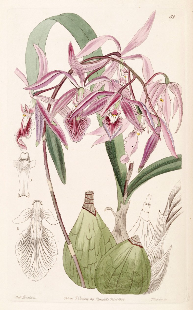 Encyclia adenocaula (syn. Epidendrum verrucosum) tekijältä Miss Drake