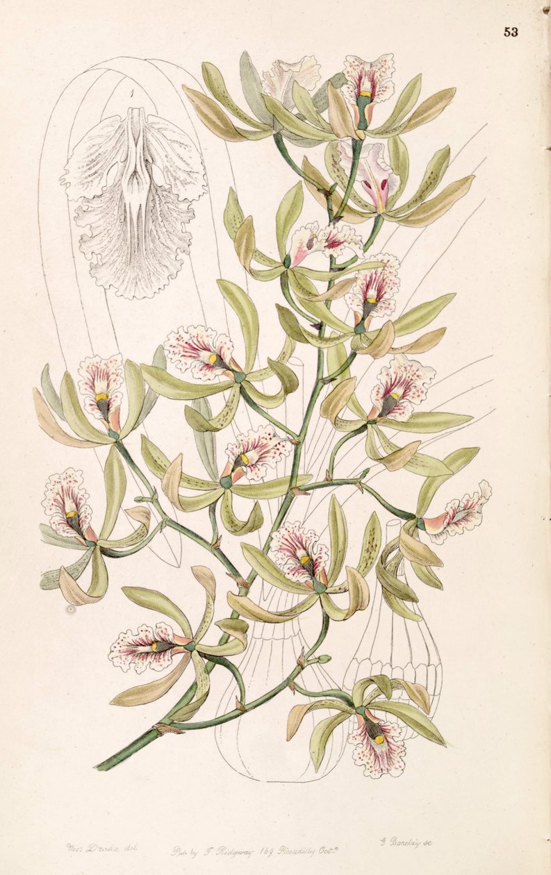 Encyclia ambigua (syn. Epidendrum alatum) tekijältä Miss Drake