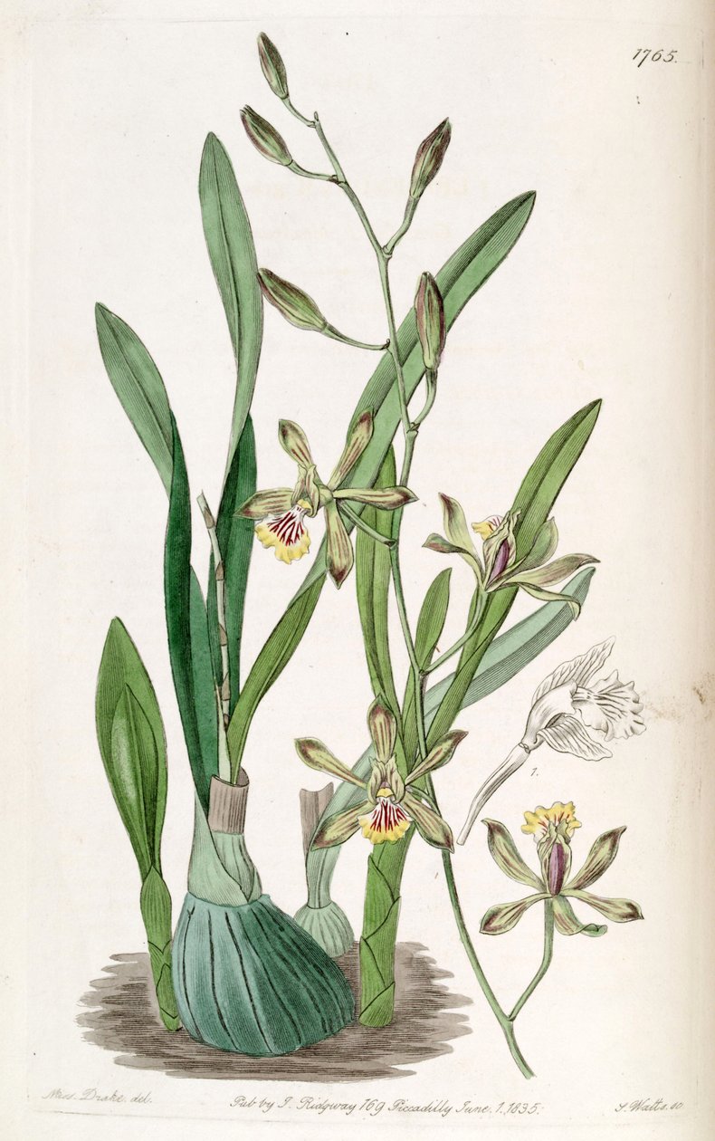 Encyclia gracilis (syn. Epidendrum gracile) tekijältä Miss Drake