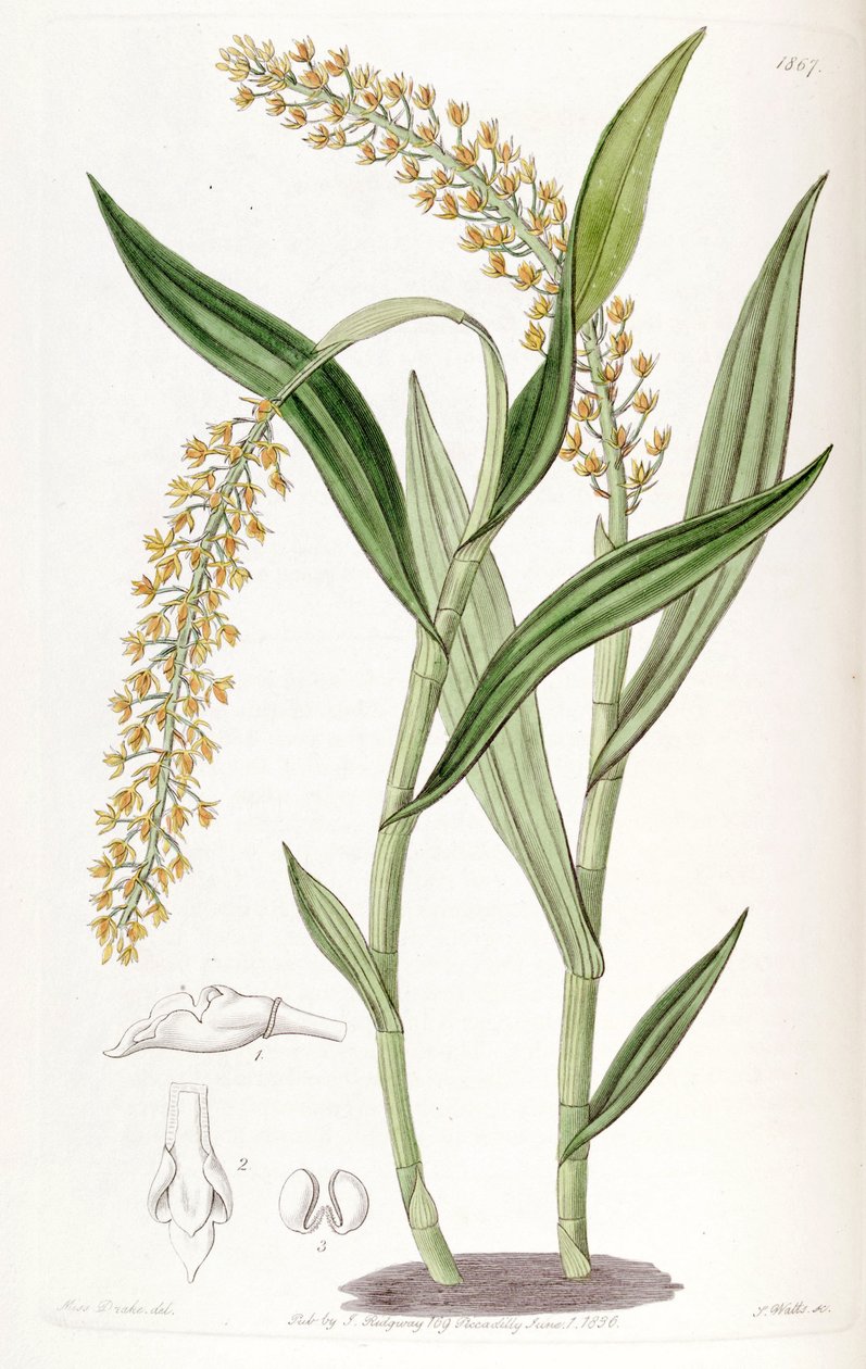 Epidendrum armeniacum tekijältä Miss Drake