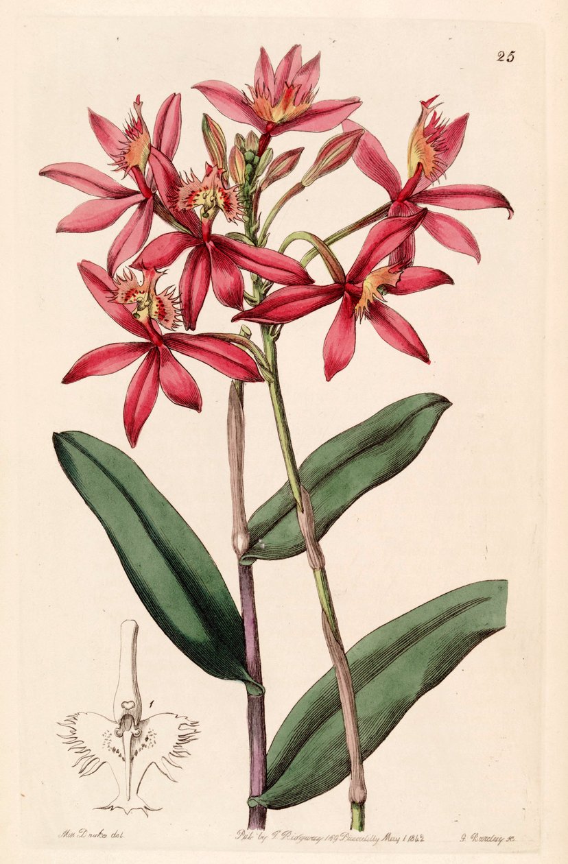 Epidendrum cinnabarinum tekijältä Miss Drake