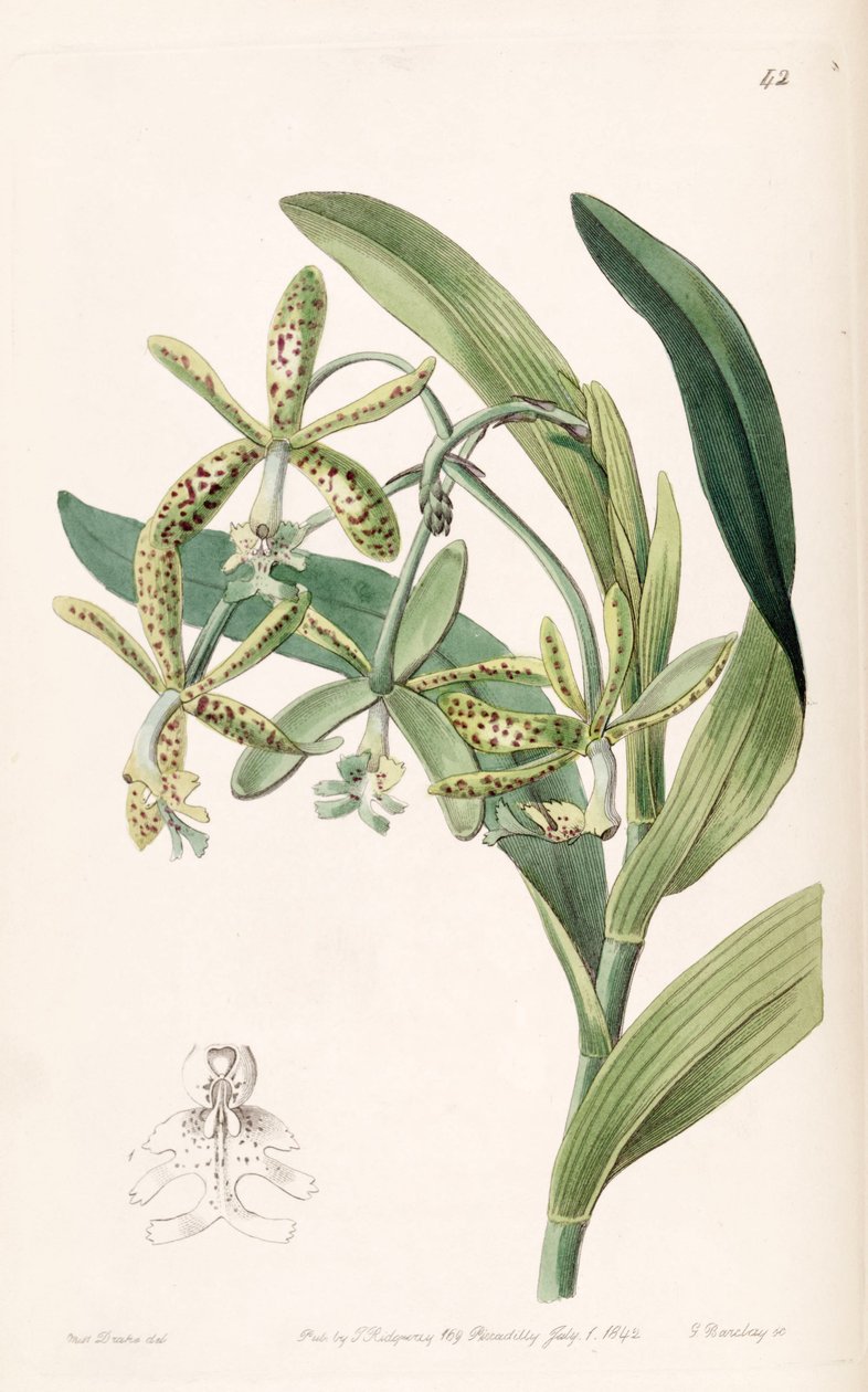 Epidendrum cristatum (syn. Epidendrum raniferum) tekijältä Miss Drake