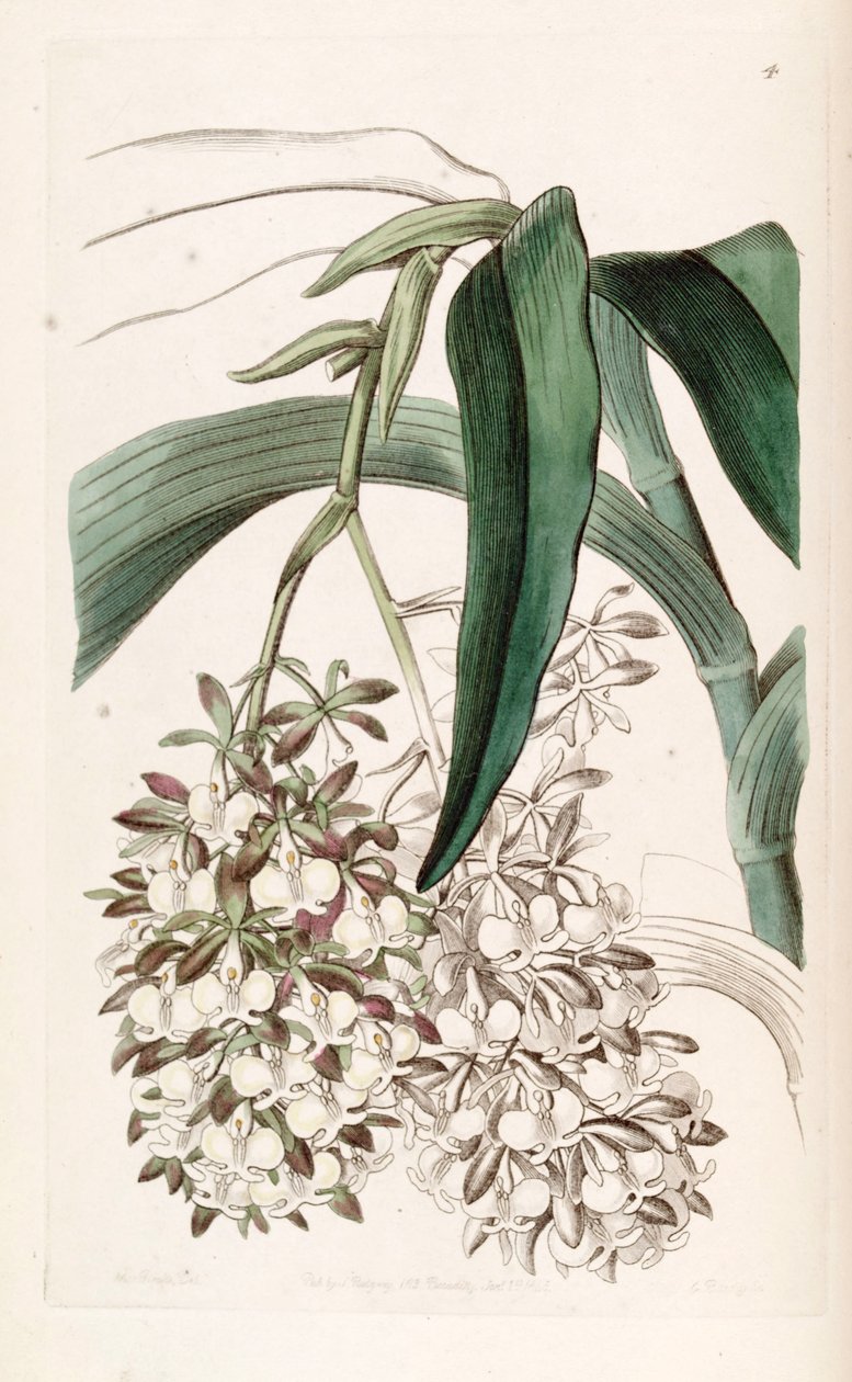 Epidendrum dipus tekijältä Miss Drake