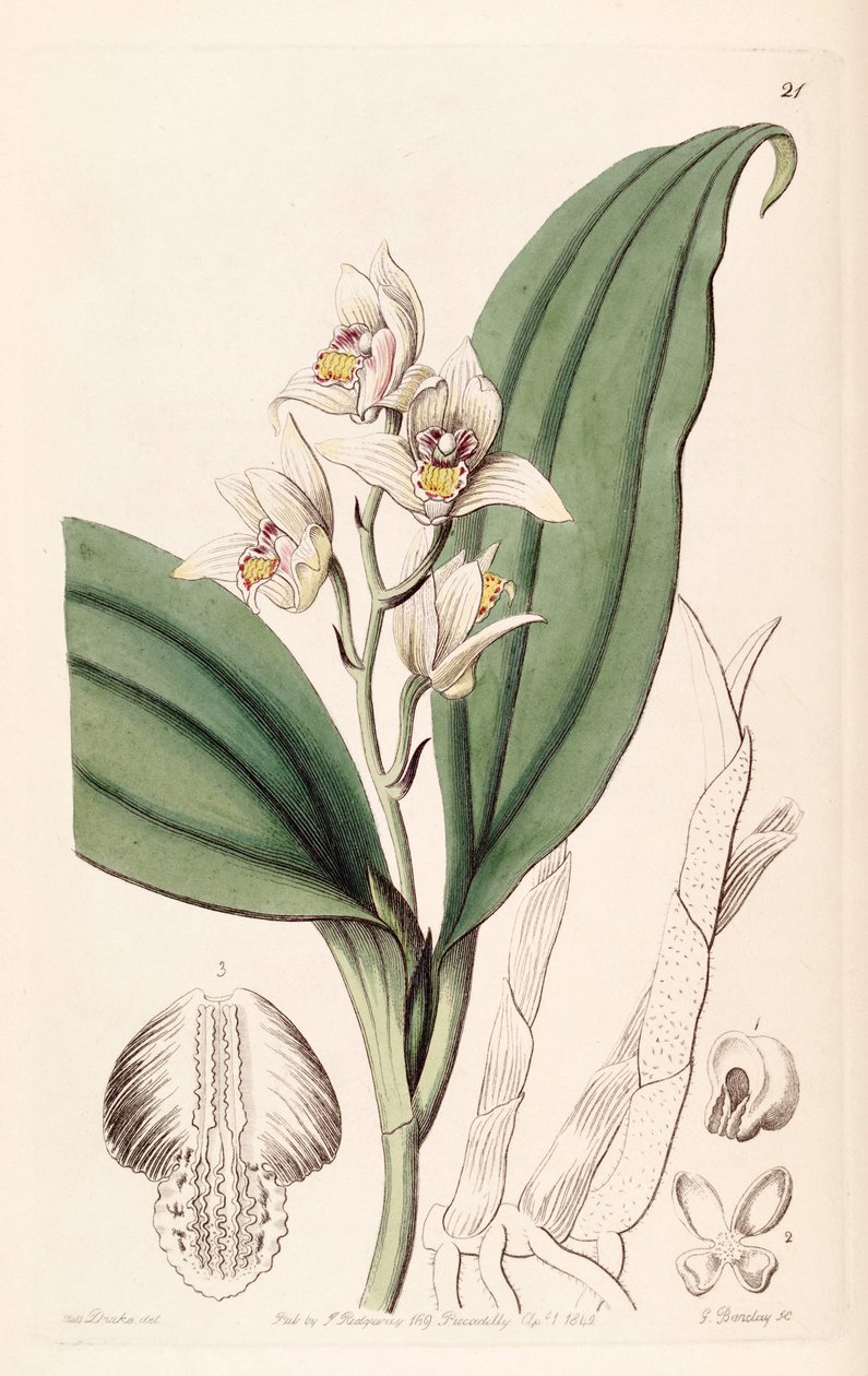 Eria coronaria (syn. Trichosma suavis) tekijältä Miss Drake