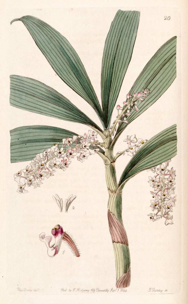 Eria floribunda tekijältä Miss Drake
