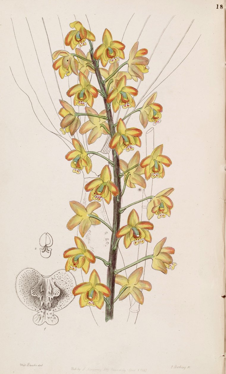 Eriopsis biloba tekijältä Miss Drake