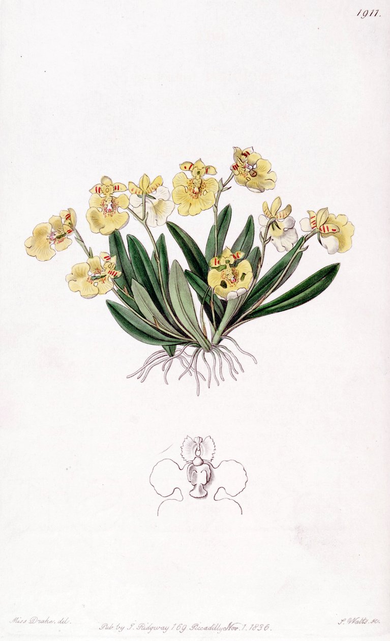 Erycina crista-galli (syn. Oncidium iridifolium) tekijältä Miss Drake