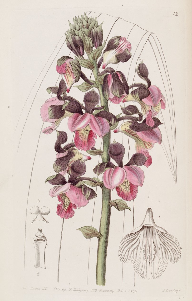 Eulophia rosea (syn. Lissochilus roseus) tekijältä Miss Drake