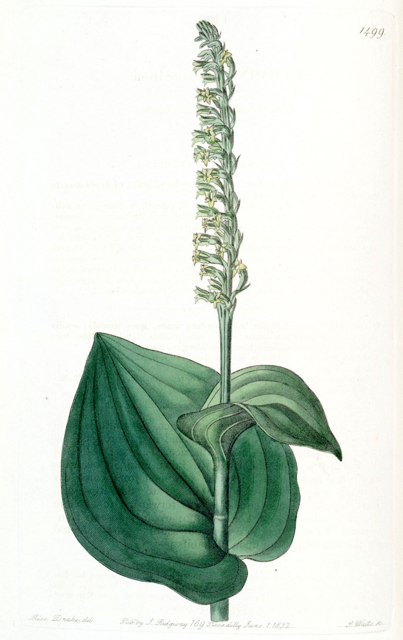 Gennaria diphylla (syn. Herminium cordatum) tekijältä Miss Drake