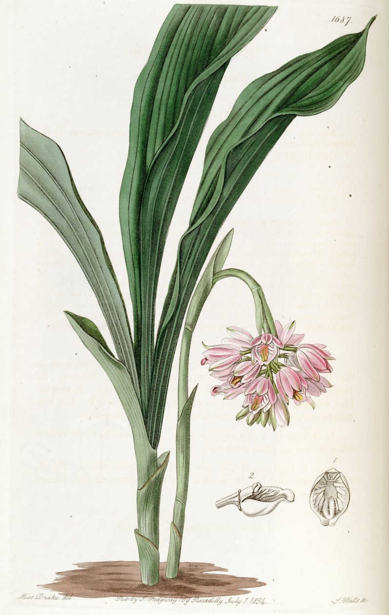 Geodorum densiflorum (syn. Geodorum fucatum) tekijältä Miss Drake