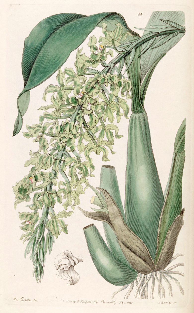 Gomesa crispa (syn. Rodriguezia crispa) tekijältä Miss Drake
