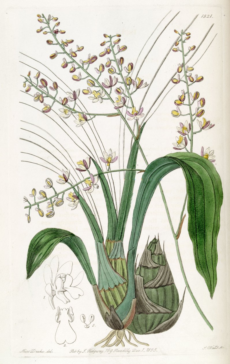 Graphorkis lurida tai Graphorchis lurida (syn. Eulophia lurida) tekijältä Miss Drake