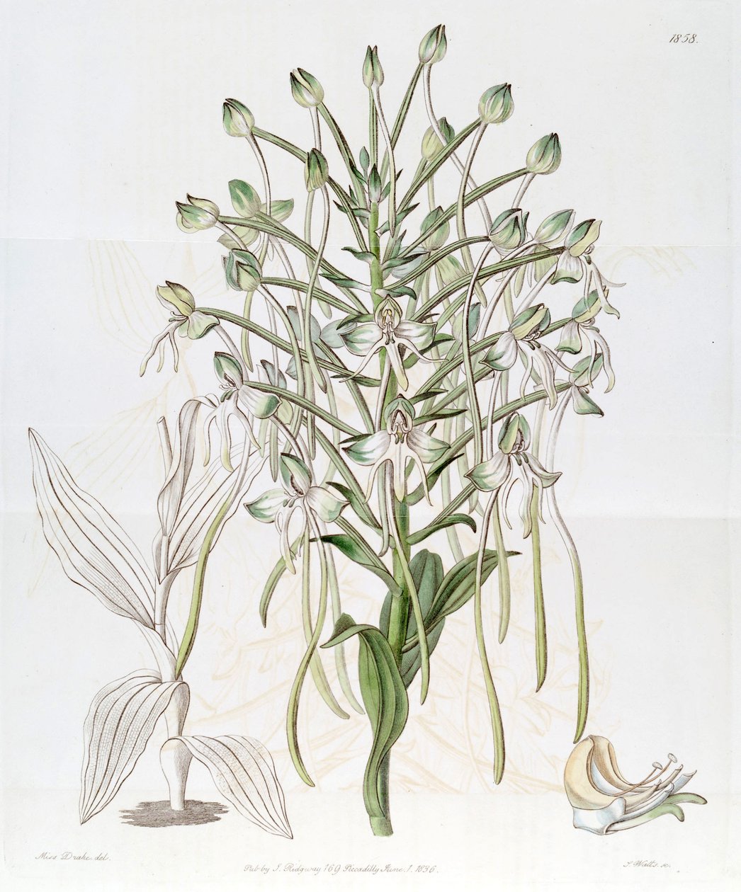 Habenaria procera tekijältä Miss Drake